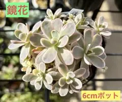 子持ち蓮華錦 鏡花 カット苗 オロスタキス 多肉 - メルカリ