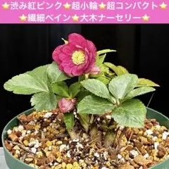 2026年最新】大木ナーセリーの人気アイテム - メルカリ