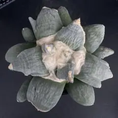 2025年最新】青磁牡丹 サボテンの人気アイテム - メルカリ