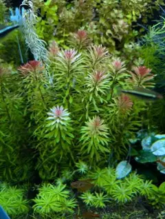 【メルカリ便】珍！ホシクサsp.キンバリーナロー　大株　1株　約10cm 鉢付き メルカリ便】珍！ホシクサsp.キンバリーナロー 大株 1株 約10cm