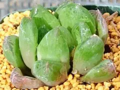 多肉植物　ハオルチア 花オブツーサ 実生　S-11