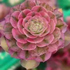 ブラックチェリー カット苗 アエオニウム - メルカリ