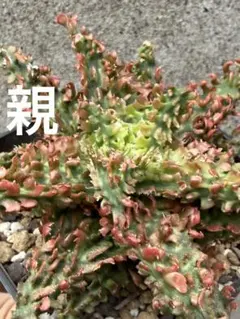 アロエ ハイブリッド Aloe hybrid 子株 第四種 AP−36 - メルカリ