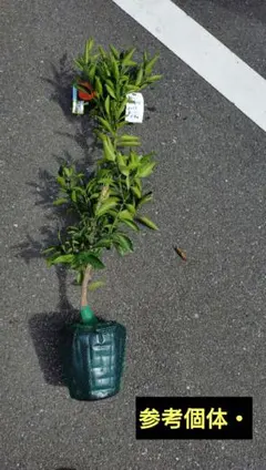 ハロインウィーク！限定価格実付き！幻の高級ミカン苗木「せとか」４年生 2025年最新】せとか みかん 苗の人気アイテム - メルカリ