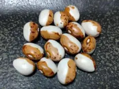 虎豆　種15粒　無農薬栽培