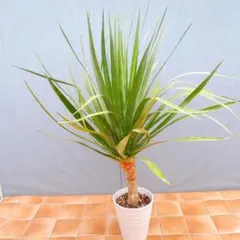 現品］【希少】41番 ユッカロストラータランチョンブルー 8号 観葉植物
