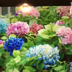 縁円(えんえん)様専用ヴィンテージ アメリカン　猫脚　クラッシック　チェア