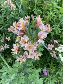 Bataco様 リクエスト 3点 まとめ商品