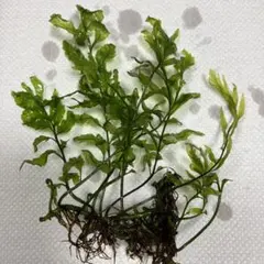 2026年最新】ボルビティスの人気アイテム - メルカリ