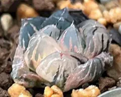 manaaki様 リクエスト 2点 まとめ商品