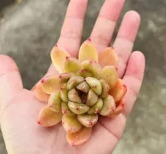 多肉植物　エケベリア　韓国苗　カット苗　名無しさん