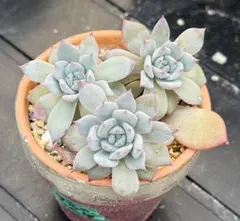 多肉植物 子持ち蓮華錦鏡花 抜き苗 - メルカリ