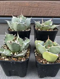 2025年最新】ネームドアガベの人気アイテム - メルカリ