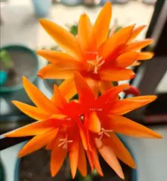 rikisan様 リクエスト 3点 まとめ商品