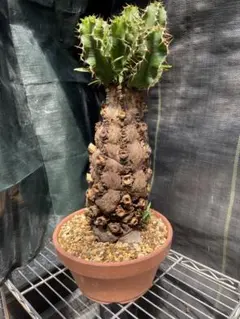 ユーフォルビア ムランジーナ 大株 塊根植物 コーデックス ユーフォルビア ムランジーナ 大株 塊根植物 コーデックス - メルカリ