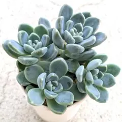 多肉植物　✨おもち✨⑬カット苗4つ　だるま姫秀麗×ケッセルリンギアナ　セダム属のサムネイル