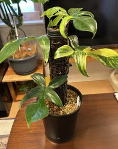 2026年最新】フィロデン フロリダビューティーの人気アイテム - メルカリ