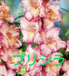 y❁⃘*.゜様 リクエスト 2点 まとめ商品