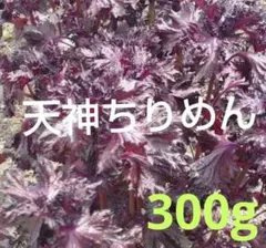 ★ 미야자키산 텐진 크레페 붉은 차조기 300g, 붉은 차조기 주스 레시피 포함 (무농약)