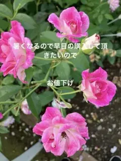 ♢鉢植え 苗色々(全て処分予定です)❄何方か可愛がって下さいね