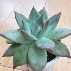 エケベリ屋✡️プリドニスヘラクレス×アウアルルコ✡️多肉 抜き苗