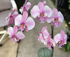 胡蝶蘭　原種　交配種　Phal.schillerianaのサムネイル