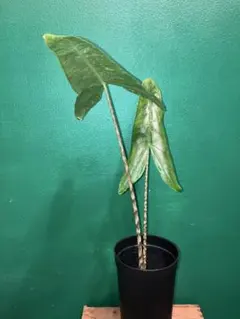 天*虎様 1 Alocasia azlanii pink albo - メルカリ