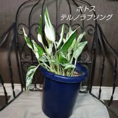 2025年最新】ポトス テルノの人気アイテム - メルカリ