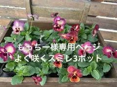 もっちー様専用ページ