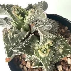 ☆フォーカリア 怒涛 抜き苗☆多肉植物/サボテンのサムネイル