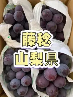 f32 山梨県産　藤稔　黒ぶどう　訳あり　箱込み2キロのサムネイル