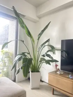 yunon様】ストレリチア レギネ♪ 127cm 3株植え♪ - メルカリ