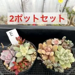 ⑤多肉植物【カット苗2ポットセット　E】寄せ植え　エケベリア　セダム