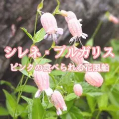 【お花の種】シレネ・ブルガリス☆シラタマソウ ハーブの種子 約50粒！宿根草