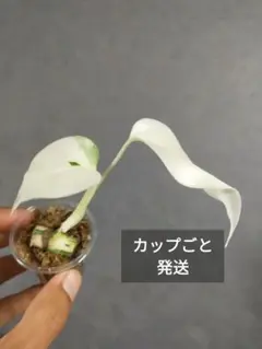 モンステラ 斑入り ボルシギアナ ホワイトタイガー 茎伏せ苗 全斑