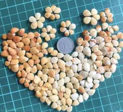 ミック様 リクエスト 2点 まとめ商品