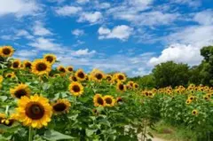 大ひまわり花種３０粒＋粗品プレゼント＋全国送料無料です＼(^o^)／