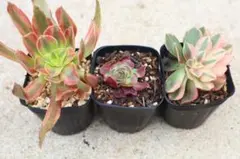 あおい様 リクエスト 3点 まとめ商品