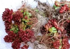 みか様 リクエスト 2点 まとめ商品