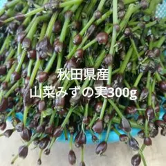 極上大粒ミズのコブ、みず実こぶ、みずの実、山菜、青森県南部産350g