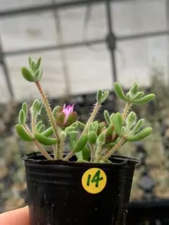 Tadashi Nomura様 リクエスト 3点 まとめ商品