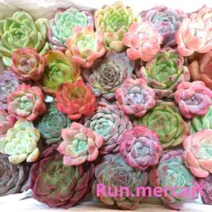 e21多肉植物エケベリア〈カット苗〉☆寄植えMIX☆
