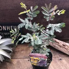 〇ポットごと♡プルプレア♡希少♡ミモザ♡観葉植物♡ガーデニング♡