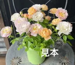 こうちゃん☆ママ様 リクエスト 2点 まとめ商品