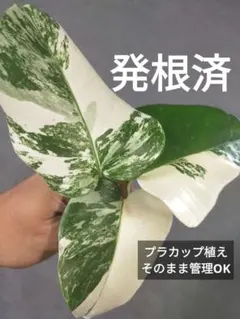 【H10】発根済！斑入りモンステラ ホワイトタイガー トップカット カップで発送のサムネイル