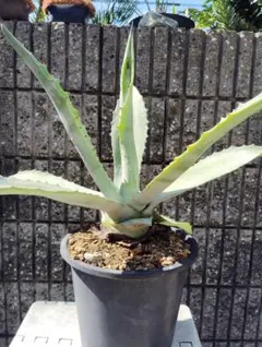 2026年最新】アガベ アメリカーナ 大株の人気アイテム - メルカリ