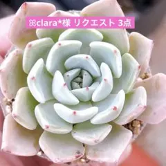 ꕤclara*様 リクエスト 3点 まとめ商品