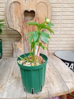 もり子❤(ӦｖӦ。)プロフィール必読様 リクエスト 2点 まとめ商品