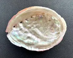 伊勢志摩産 アワビ貝殻 天然あわび 磨き アバロンシェル No52