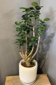 美形 大型 フィカス アルテシマ 螺旋仕立て 10号 陶器鉢 植え込み発送